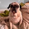 velvetpug